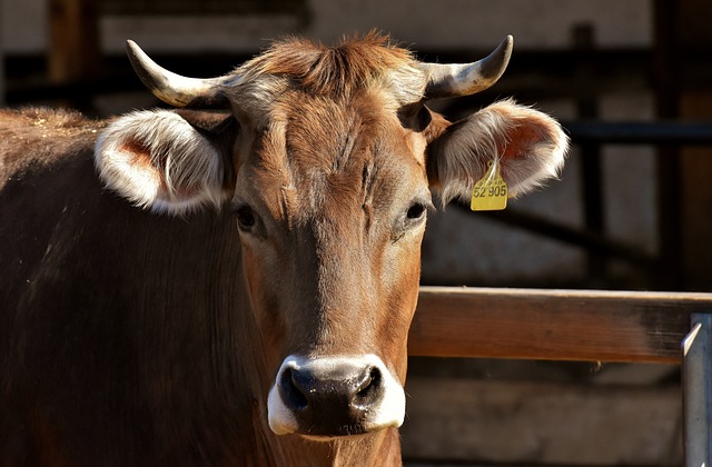 Krowa - Nowa ustawa o systemie identyfikacji i rejestracji zwierząt