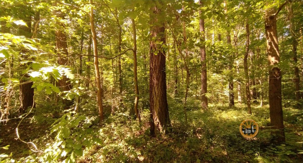 Skąpane w słońcu liście dębu oraz pnie drzew w lesie - Nadleśnictwo nabywa grunty z przeznaczeniem do zalesienia