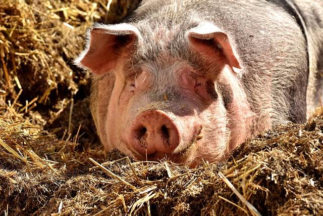 Zdjęcie przedstawia leżącą na sianie świnię.