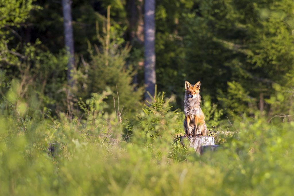 lis siedzący na pniu, dookoła las iglasty Ochronne szczepienia lisów na terenie województwa świętokrzyskiego