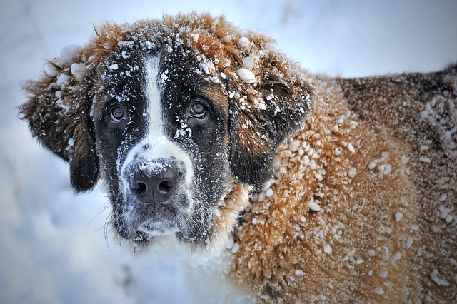 pies oblepiony śniegiem