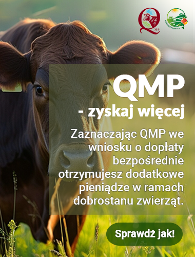 Zdjęcie przedstawia brązową krowę na zielonej łące, a na nim biały napis: QMP - zyskaj więcej zaznaczając QMP we wniosku o dopłaty bezpośrednie otrzymujesz dodatkowe pieniądze w ramach dobrostanu zwierząt sprawdź jak!