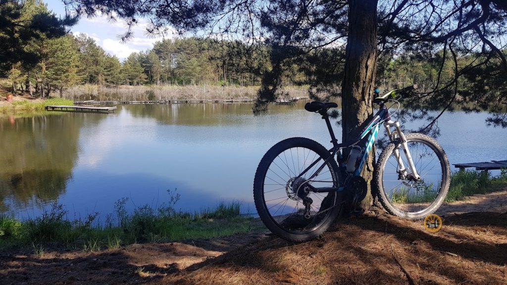Rower oparty o drzewo nad spokojnym jeziorem, otoczonym lasem, w słoneczny dzień.