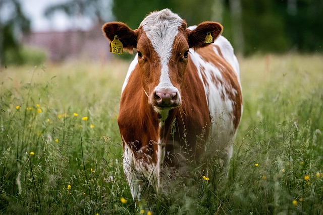 Portret krowy o umaszczeniu brązowo-białym, znajdującej się na pastwisku w otoczeniu wysokich traw i żółtych polnych kwiatów. Krowa posiada żółte kolczyki identyfikacyjne w obu uszach i patrzy bezpośrednio przed siebie. Tło jest rozmyte, z widocznym zarysem drzew i budynku, co skupia uwagę na zwierzęciu.
