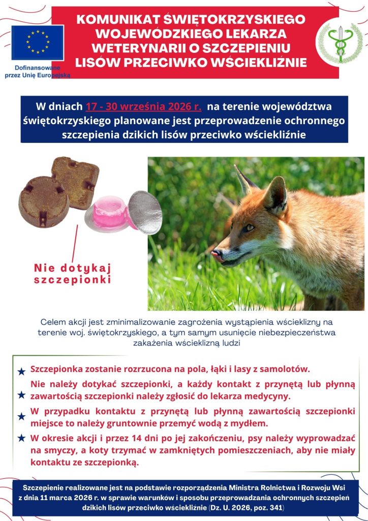 Plakat informacyjny Świętokrzyskiego Wojewódzkiego Lekarza Weterynarii dotyczący ochronnego szczepienia dzikich lisów przeciwko wściekliźnie. Z treści wynika, że akcja zaplanowana jest od 17 do 30 września 2026 roku na terenie województwa świętokrzyskiego. Grafika na plakacie przedstawia rudego lisa na tle trawy oraz wygląd samej szczepionki – brązową przynętę w kształcie kostki i okrągły blister z różowym płynem, obok których umieszczono czerwony napis ostrzegający przed jej dotykaniem. Dolna część ogłoszenia zawiera tekst z wytycznymi bezpieczeństwa. Informuje o tym, że szczepionki będą zrzucane z samolotów na pola, łąki i lasy. Wskazano również zasady postępowania: konieczność zgłoszenia lekarzowi medycyny ewentualnego kontaktu z przynętą, dokładnego przemycia takiego miejsca wodą z mydłem, a także obowiązek trzymania psów na smyczy i kotów w zamkniętych pomieszczeniach w trakcie trwania akcji oraz przez 14 dni po jej zakończeniu. Na samym dole plakatu na niebieskim tle umieszczono informację o podstawie prawnej realizacji szczepień.